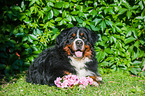 lying Bernese Mountain Dog