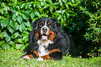 lying Bernese Mountain Dog