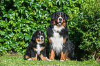 Bernese Mountain Dogs