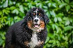 Bernese Mountain Dog Puppy