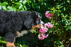 Bernese Mountain Dog Puppy