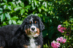 Bernese Mountain Dog Puppy