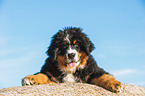 Bernese Mountain Dog Puppy