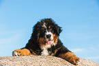 Bernese Mountain Dog Puppy