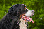 Bernese Mountain Dog Portrait