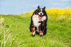 running Bernese Mountain Dog