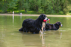 2 Bernese Mountain Dogs