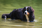 bathing Bernese Mountain Dog