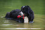 bathing Bernese Mountain Dog