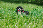 Bernese Mountain Dog with toy
