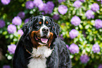 Bernese Mountain Dog Portrait