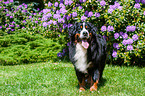 walking Bernese Mountain Dog