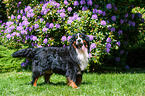 Bernese Mountain Dog