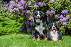2 Bernese Mountain Dogs