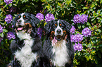 2 Bernese Mountain Dogs