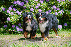 2 Bernese Mountain Dogs
