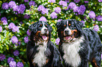 2 Bernese Mountain Dogs