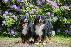 2 Bernese Mountain Dogs