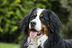 Bernese Mountain Dog Portrait