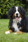 lying Bernese Mountain Dog