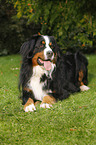 lying Bernese Mountain Dog