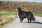 Bernese Mountain Dog