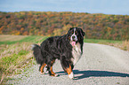 walking Bernese Mountain Dog