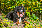 young Bernese Mountain Dog