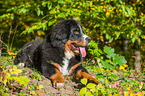 young Bernese Mountain Dog