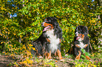 Bernese Mountain Dogs