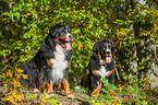 Bernese Mountain Dogs