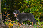 young Bernese Mountain Dog