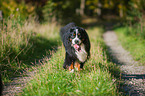 walking Bernese Mountain Dog