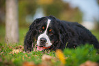lying Bernese Mountain Dog