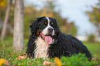 lying Bernese Mountain Dog