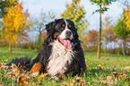lying Bernese Mountain Dog