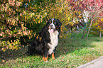 sitting Bernese Mountain Dog