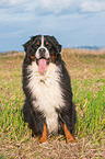 sitting Bernese Mountain Dog