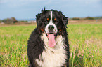 Bernese Mountain Dog portrait