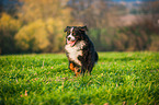 running Bernese Mountain Dog