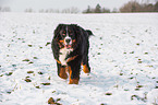 running Bernese Mountain Dog