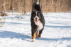 running Bernese Mountain Dog