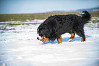running Bernese Mountain Dog