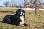 lying Bernese Mountain Dog