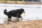 playing Bernese Mountain Dog
