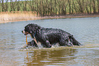 playing Bernese Mountain Dog