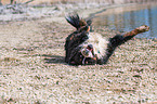 rolling Bernese Mountain Dog