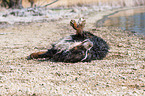 rolling Bernese Mountain Dog