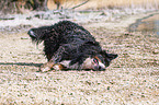 rolling Bernese Mountain Dog