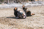 rolling Bernese Mountain Dog